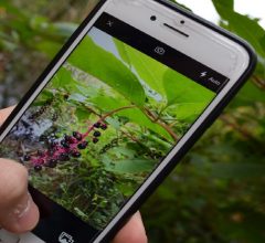 Aplicativos para identificar plantas e animais