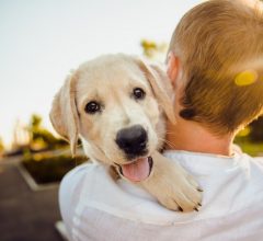 Vai viajar? Confira apps para garantir o bem-estar do seu pet